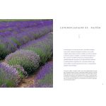 Beh Mariann: Levendula