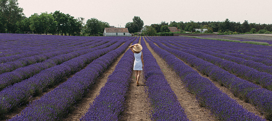 Így használd fel a levendulát!